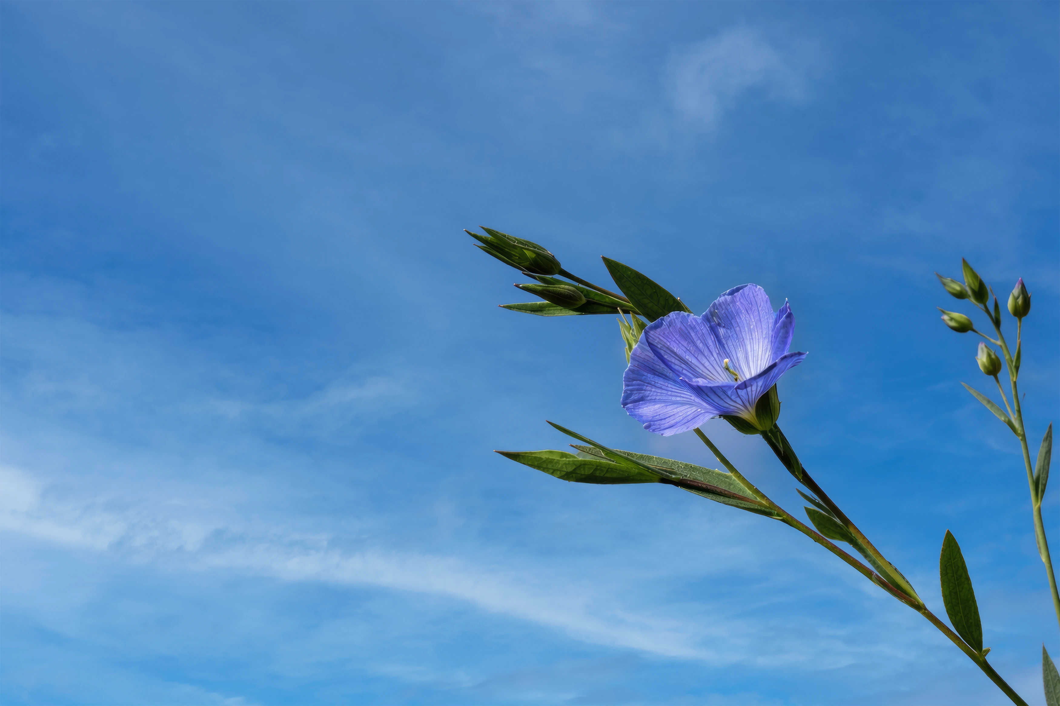 Flax flowers blooming in European flax fields